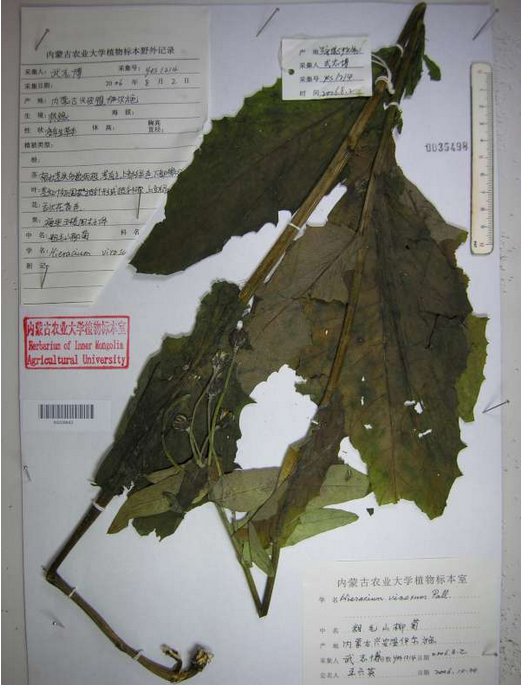 粗毛山柳菊