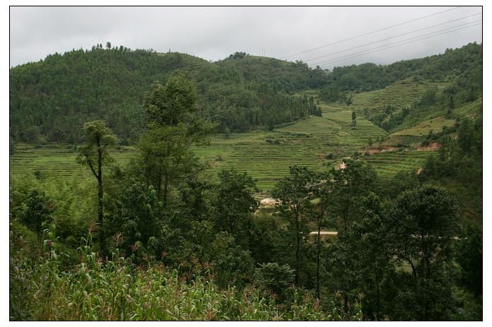 火草坪村的山地