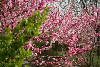 薔薇園