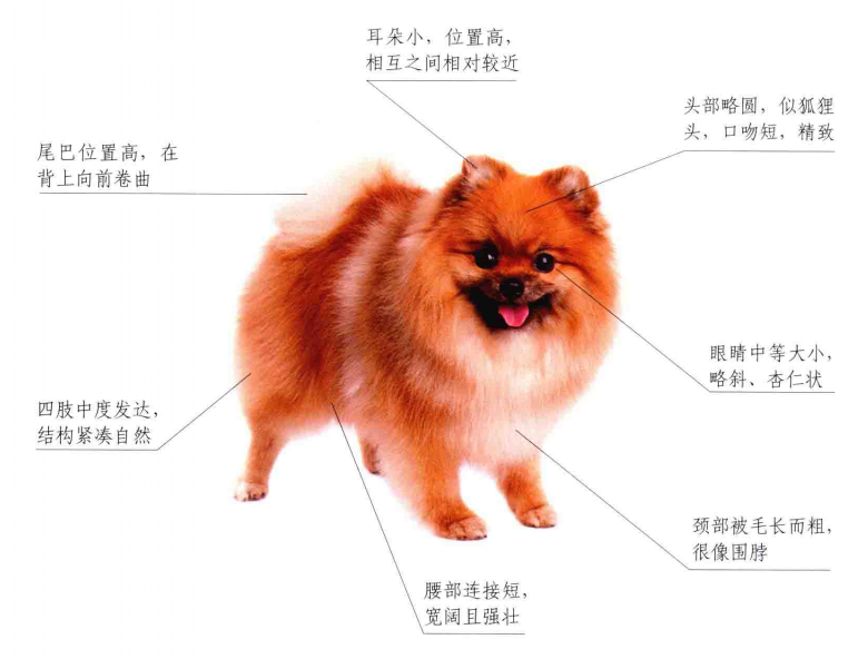 博美犬