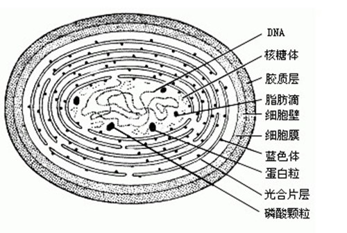 變色皮果藻