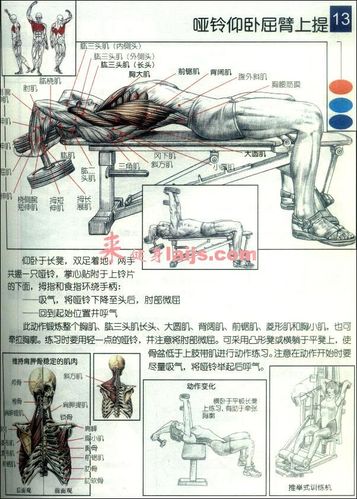 仰臥屈臂上拉