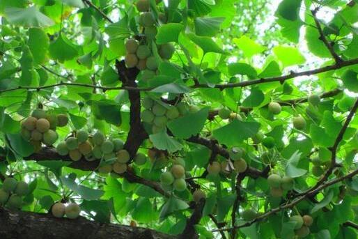 銀杏郯城無性系106號