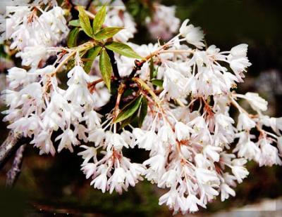 鎮巴樹花菜