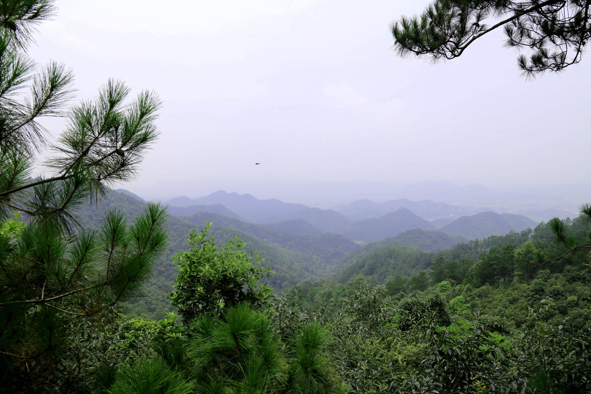 秦峰鄉