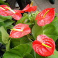 花燭(Anthurium andraeanum)