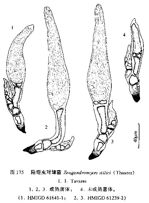 隱翅蟲對雄菌