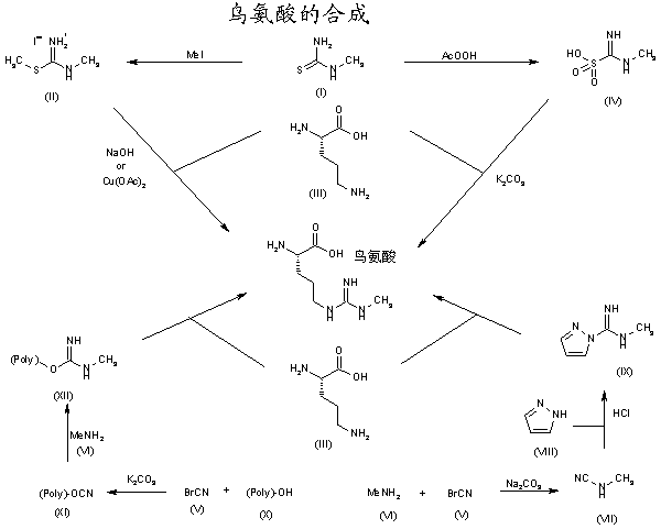 鳥氨酸的合成