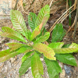 山檨葉泡花樹(山檨葉泡花樹)