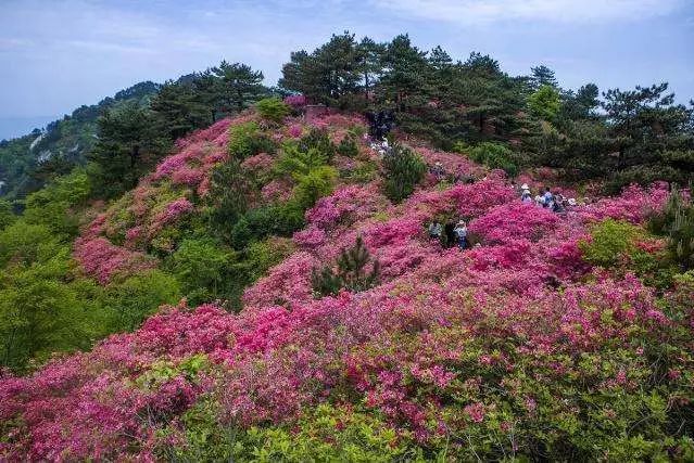 妙泉杜鵑花谷