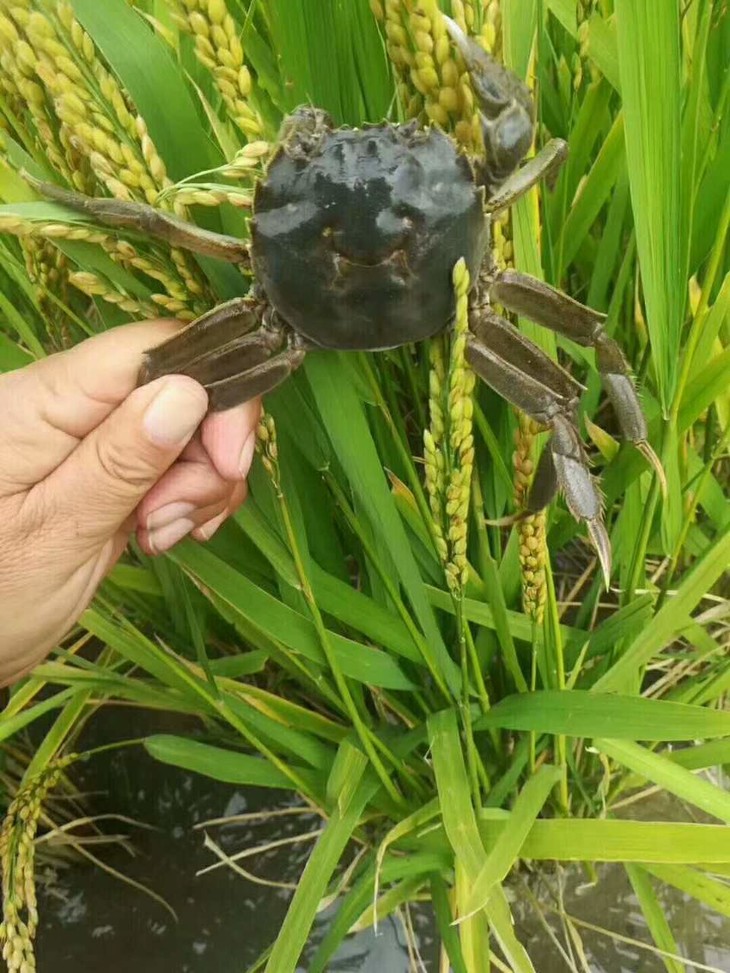 稻田養殖河蟹