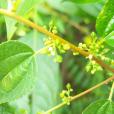 山黃麻(大麻科山黃麻屬植物)