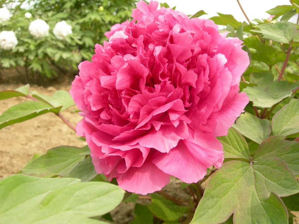 晨輝(芍藥屬牡丹栽培品種)