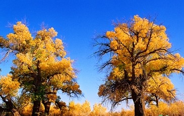 額濟納胡楊國家森林公園