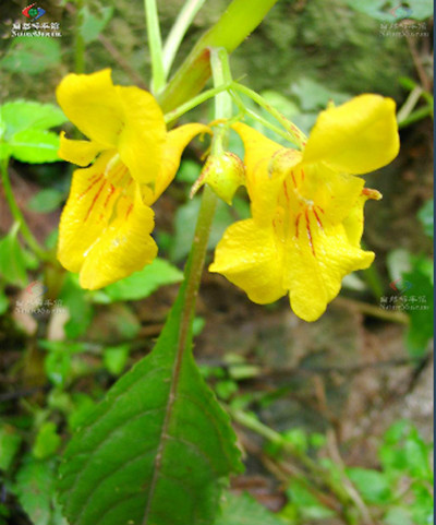 淡黃綠鳳仙花