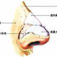 耳鼻咽喉梅毒