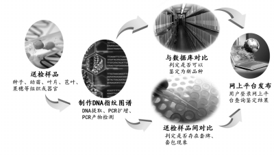 DNA指紋