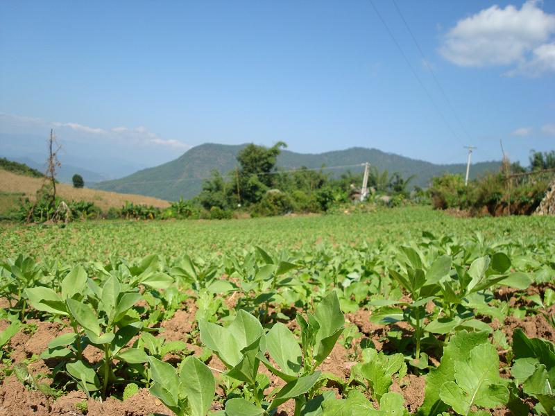 小麻勐自然村