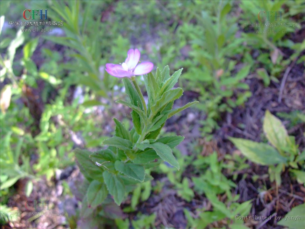 長籽柳葉菜