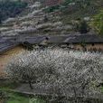 花山村(雲南省昭通鎮雄縣花山鄉花山村委會)