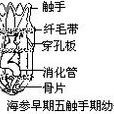 五觸手期幼體