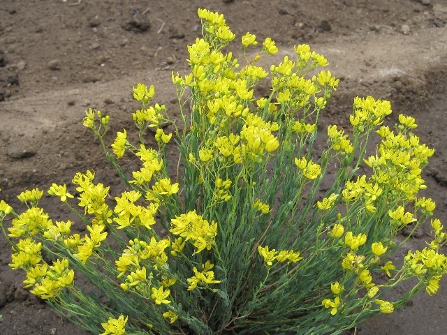 擬芸香屬