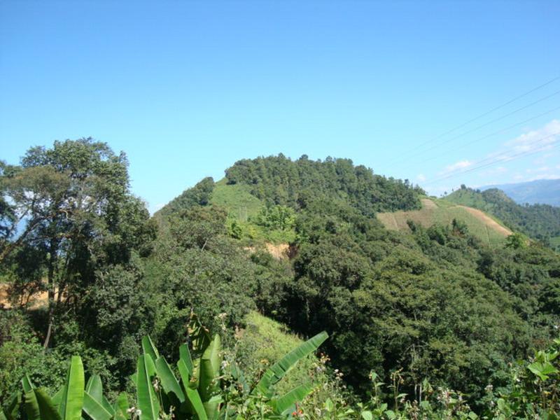 曼新村(雲南隴川縣王子樹鄉下轄村)