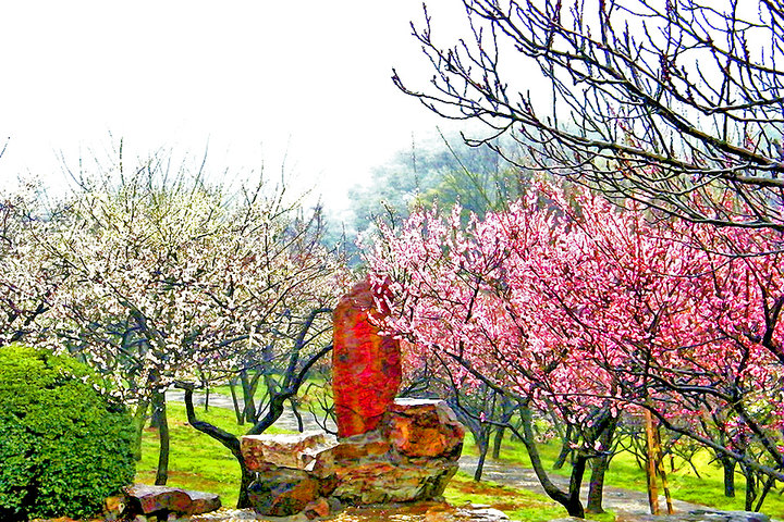 梅園(安徽省蕭縣梅園)