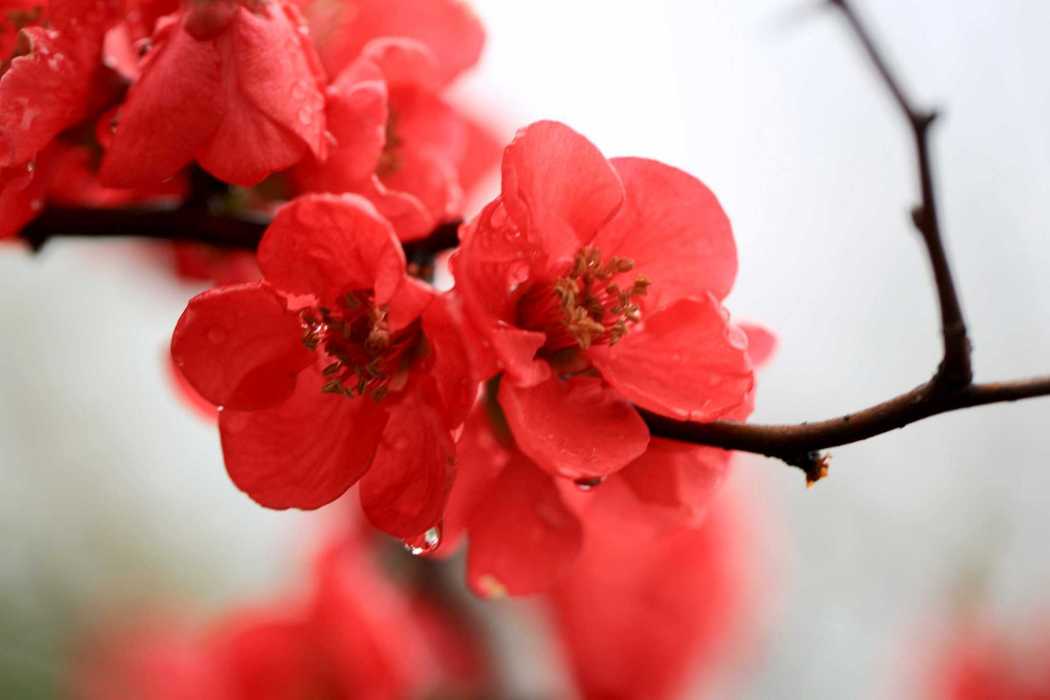 海棠 ‘四月花雨’