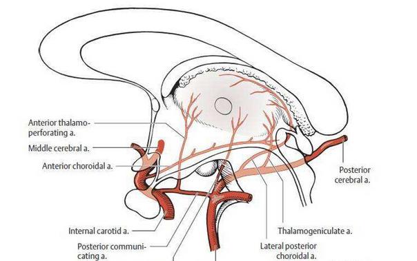 後交通動脈