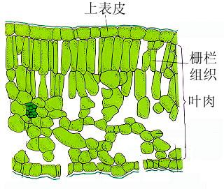 海綿組織