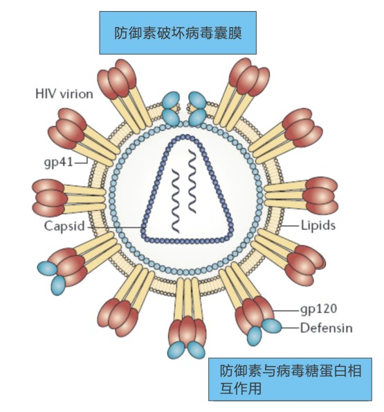 防禦素如何殺滅病毒