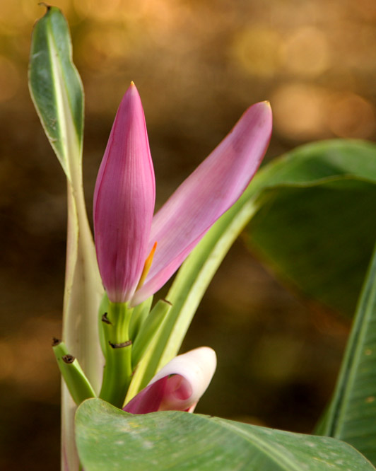 花似蓮花、葉似芭焦