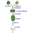 雜交實驗法