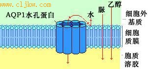 AQP1水通道蛋白