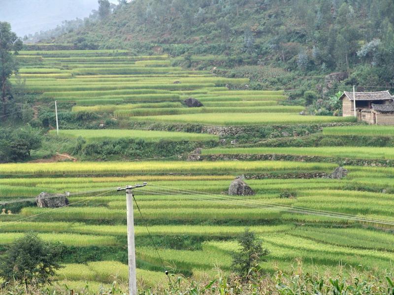 上臘瓦村水田