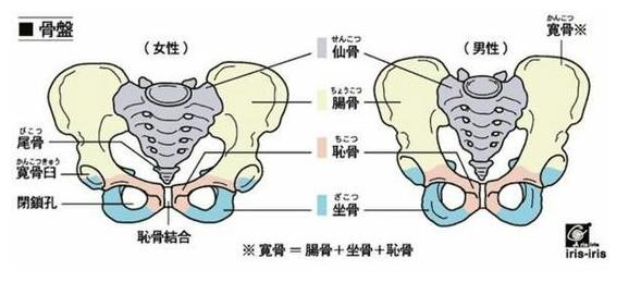 鴨子坐