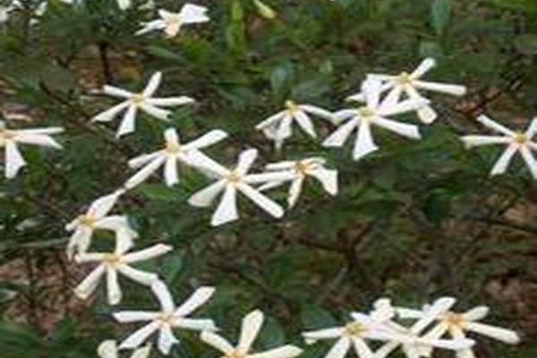 Gardenia thunbergia