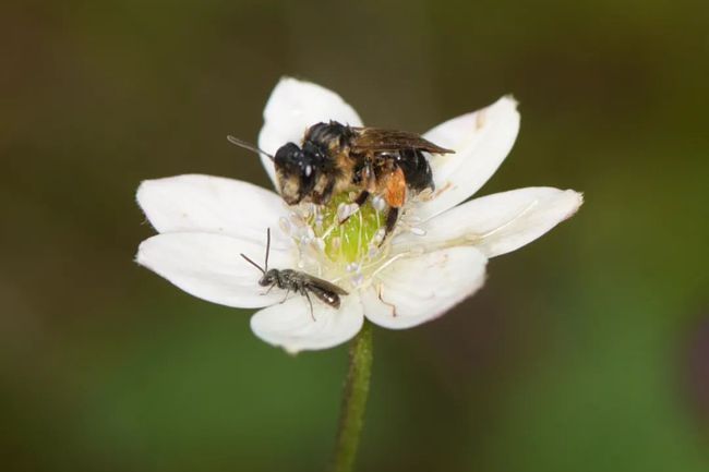 華山條蜂