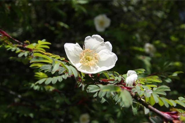 峨嵋薔薇色季拉山群體