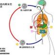 溶組織內阿米巴(溶組織阿米巴)