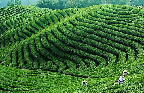 璧山區三合鎮茶園