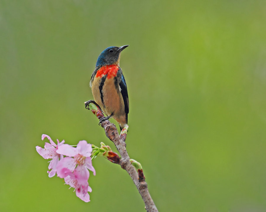 雙色啄花鳥