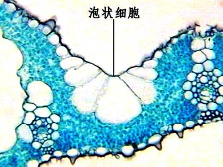 泡狀細胞