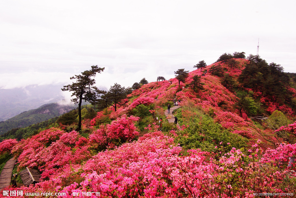 杜鵑花海