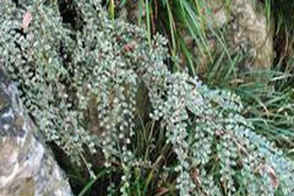 Cotoneaster atropurpureus \x27Variegatus\x27