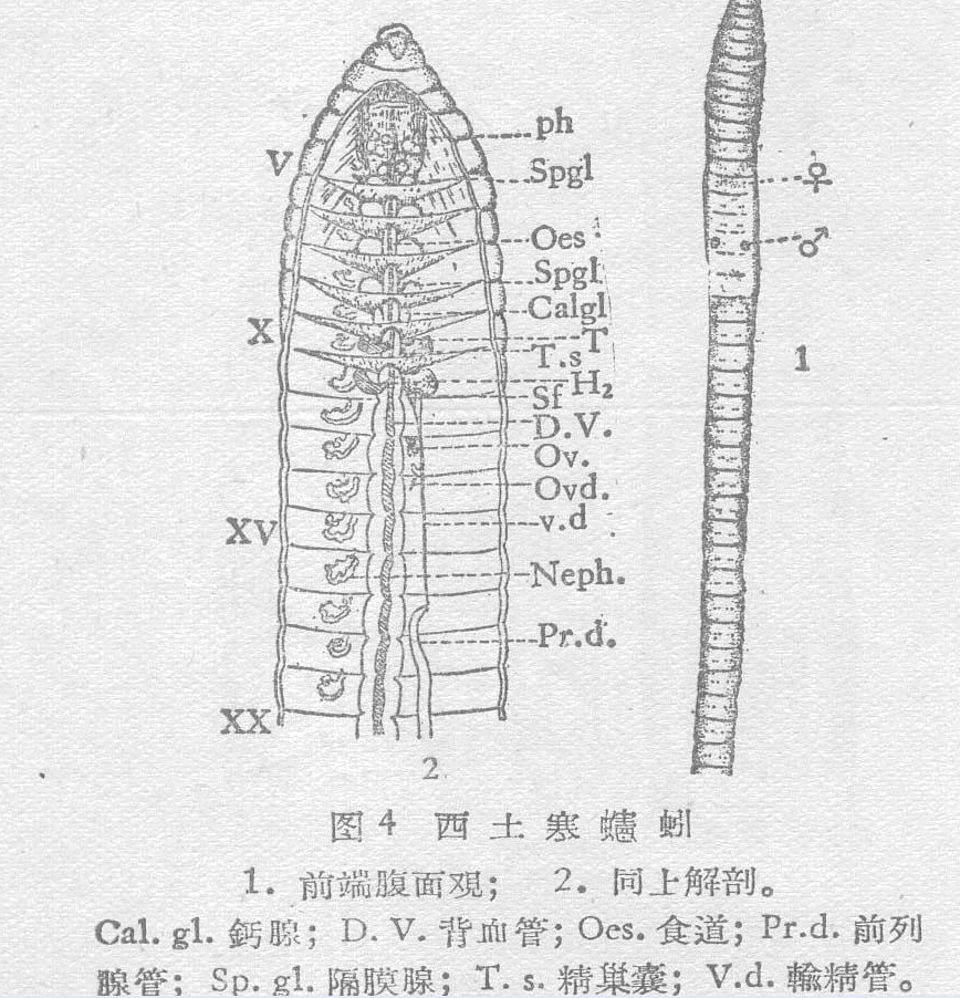 西土寒蟪蚓