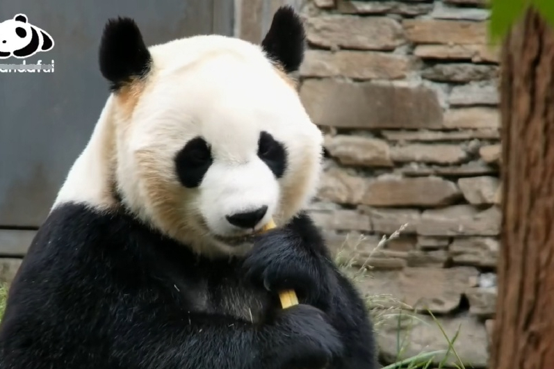 大熊貓冰冰(2015年出生的大熊貓)