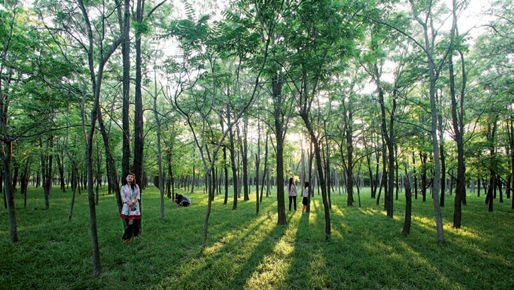 孤島槐樹林溫泉旅遊區