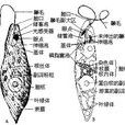 隱鞭蟲屬